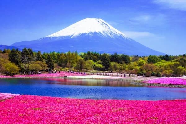 富士芝桜まつり　冠雪の富士山と竜神池と新緑